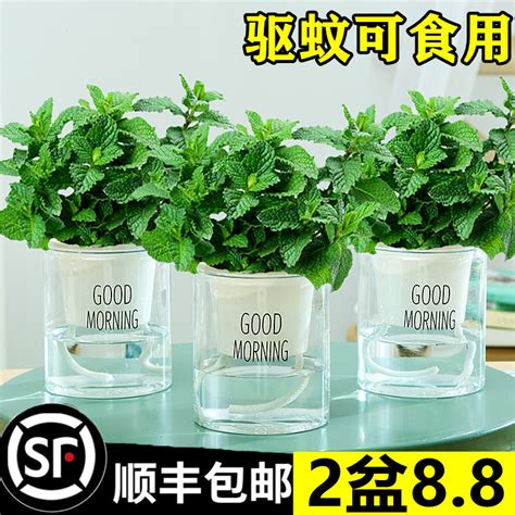 厕所植物|家庭卫生间里适合摆放哪些植物？